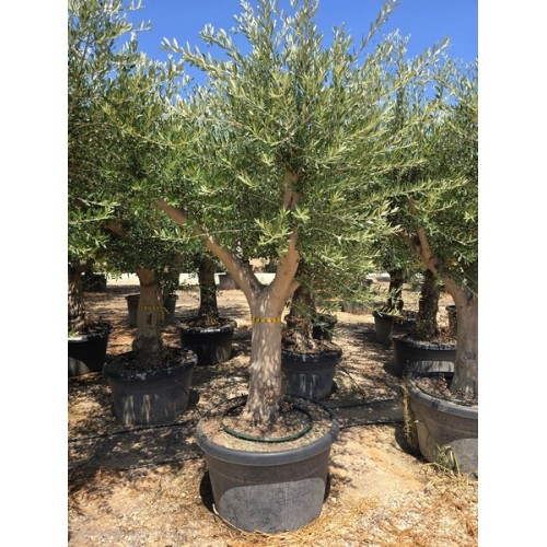 Olea tronco joven circunf. 40/60 CT